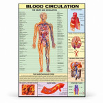 Blood Circulation Chart